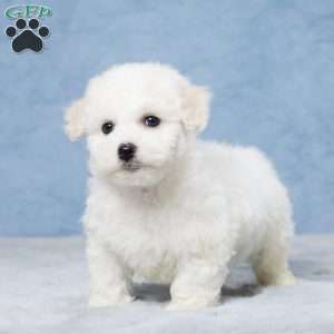 Benji, Bichon Frise Puppy